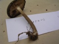 PLUTEUS